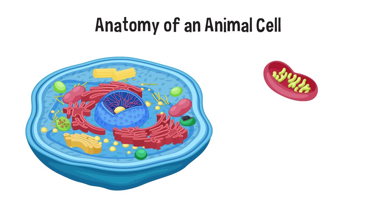 동물 세포의 구조를 상세히 보여주는 교육용 애니메이션