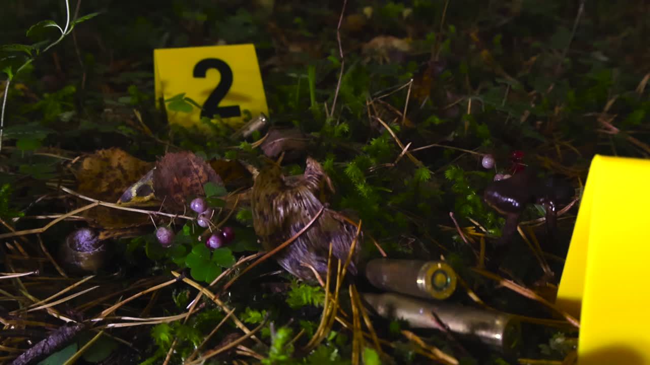 Close up view gliding over yellow colored police investigation forensic Crime Markers placed next to bullet casings or ammo on a forest ground during evening with pine needles and fallen leaves around