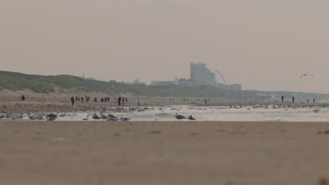 beach scene with people and birds