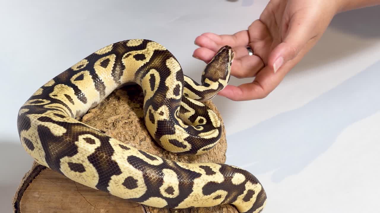 Un pitone reale decorato riposa su un tronco mentre delle mani lo toccano delicatamente.