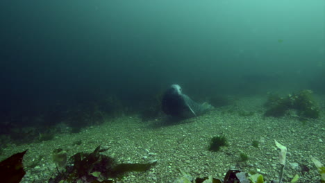 Curiosa-Foca-Gris-Durante-Una-Inmersión-En-Agua-Fría