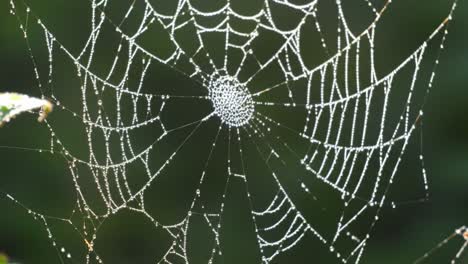 a stunning close-up view of a spider web adorned with glimmering dew drops, showcasing intricate patterns and nature's artistry captured in two frames