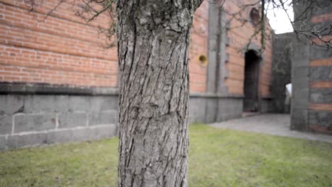 Tiro-Inclinado-Hacia-Arriba-Cerca-De-La-Corteza-De-Un-Tronco-De-árbol-Con-Un-Edificio-De-Ladrillo-Y-Piedra-En-Una-Antigua-Hacienda-Mexicana-En-La-Parte-De-Atrás