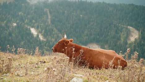 brown cow resting on a mountain pasture