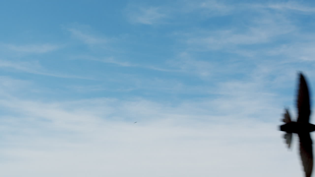 여름의 아름다운 은 날 동안 시골의 작은 마을에서 날아다니는 큰 검은 새의