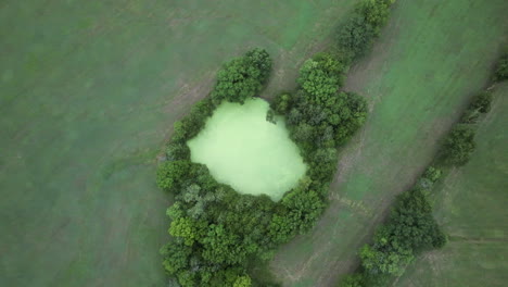 aerial rise directly above small pond covered in algae surrounded by trees