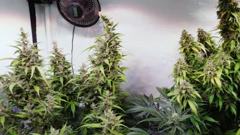 Slow-motion-shot-of-a-cannabis-plants-growing-in-a-grow-tent-during-flowering-stage