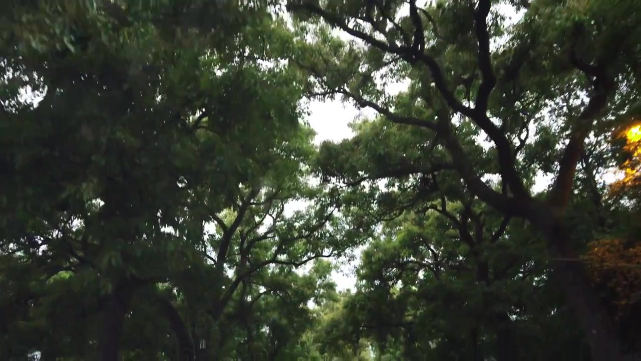 木々の下でスローモーション。