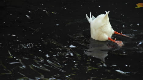 white feathered duck with head in water then resting on surface