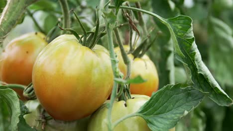 reveló plantas de tomate en crecimiento en un jardín agrícola cultivado