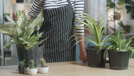 woman's hands watering plants at home