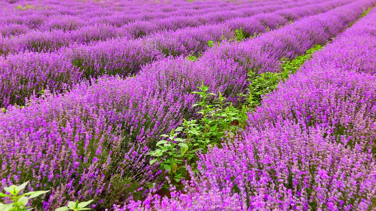 granja de lavanda con flores de color púrpura brillante que florecen