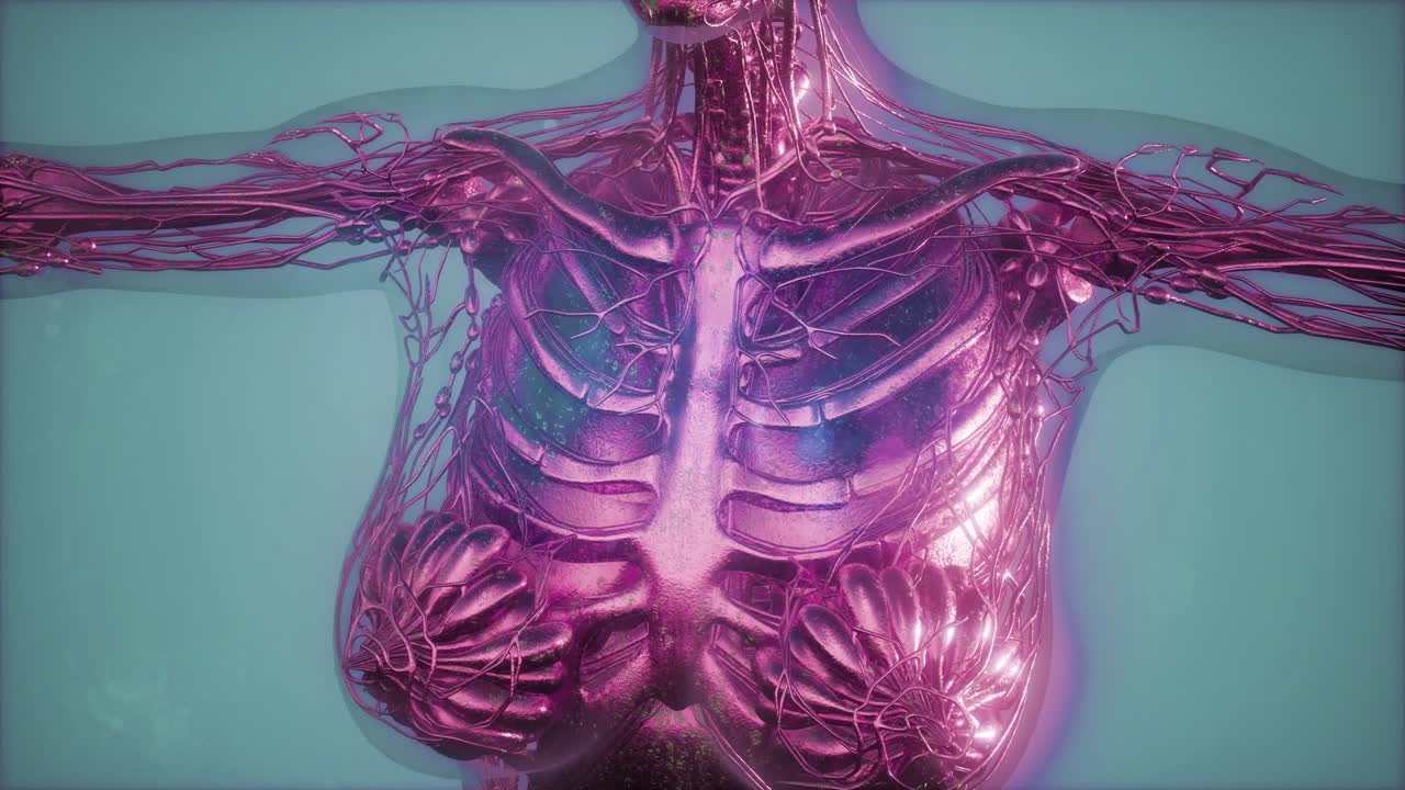 눈에 띄는 골격  ⁇ 가 있는 인간의 몸