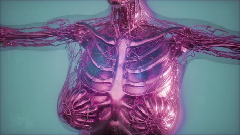 cuerpo humano con huesos esqueléticos visibles