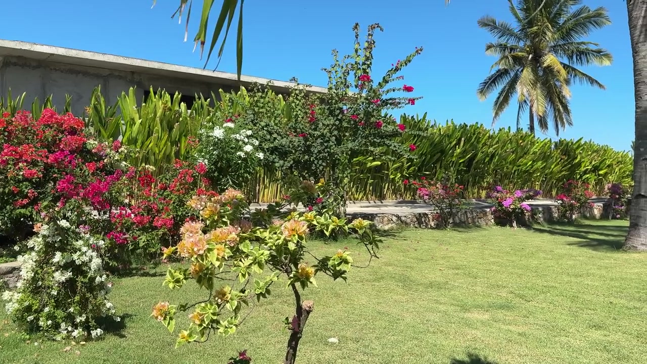 Giardino tropicale vivace con bouganville colorate ed erba verde in una giornata di sole