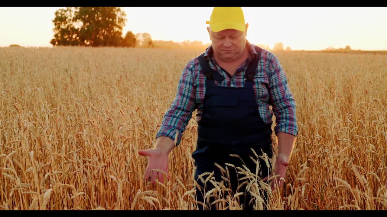 Farmer inspecting wheat field at sunset