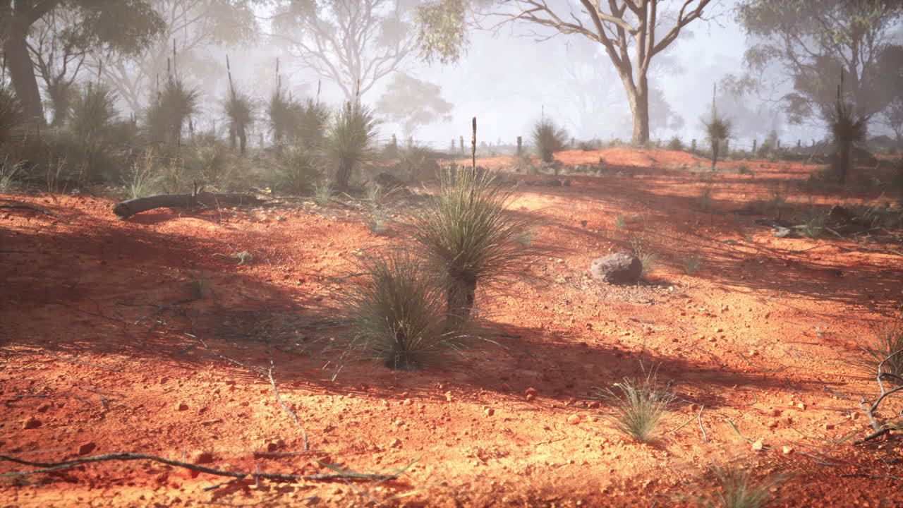 árboles con vistas a un campo de tierra