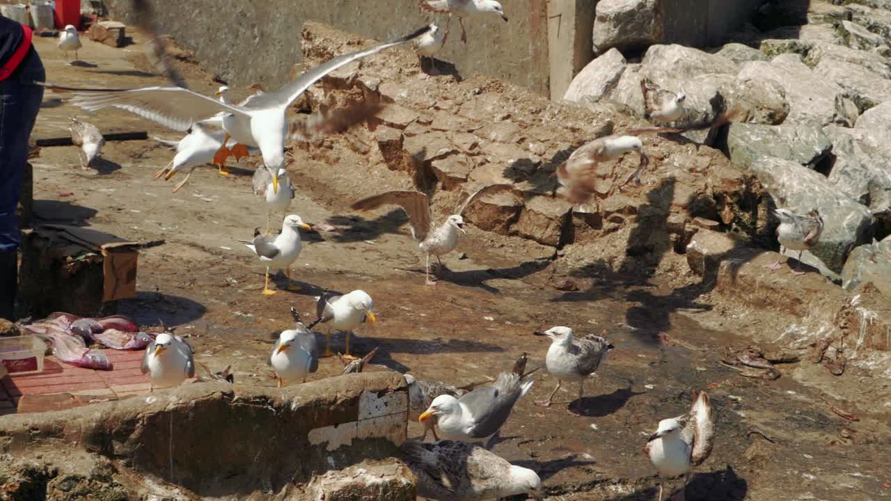 gaviotas audaces robando restos de pescado a los pescadores, cámara lenta
