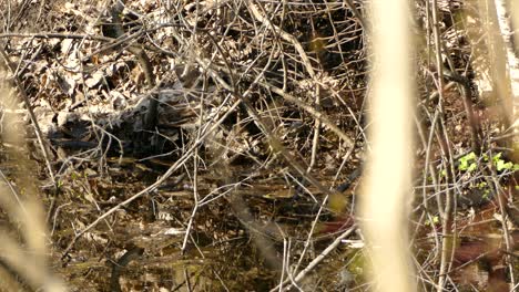 yellow bird in wooden branches flying and jumping and flowing stream on the ground during sunny day