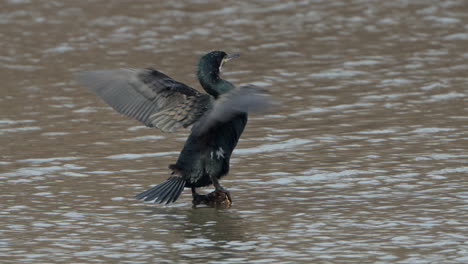 Great-cormorant-preen-feathers-and-drying-wings-on-pond---rear-view