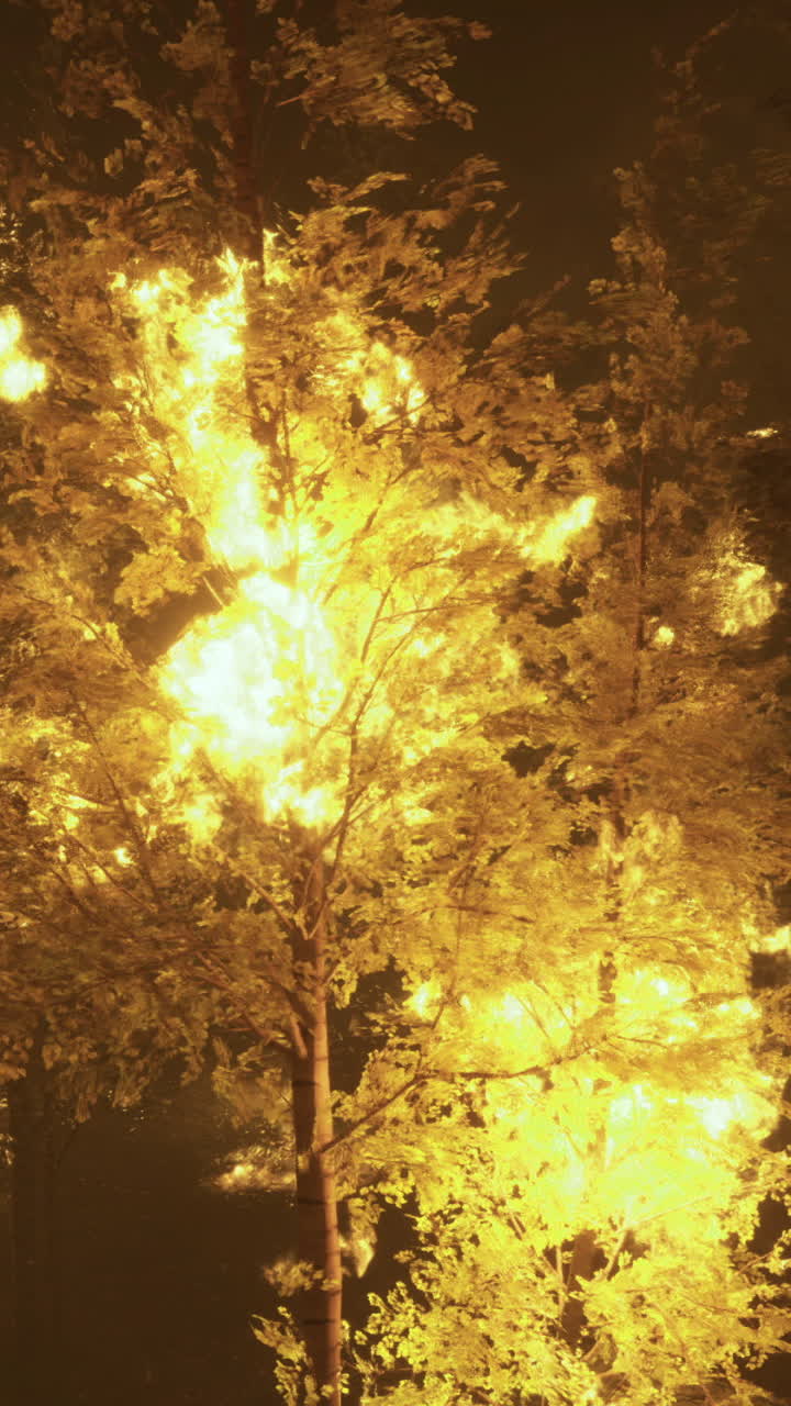 Bright foliage illuminated by light at night in a dense forest