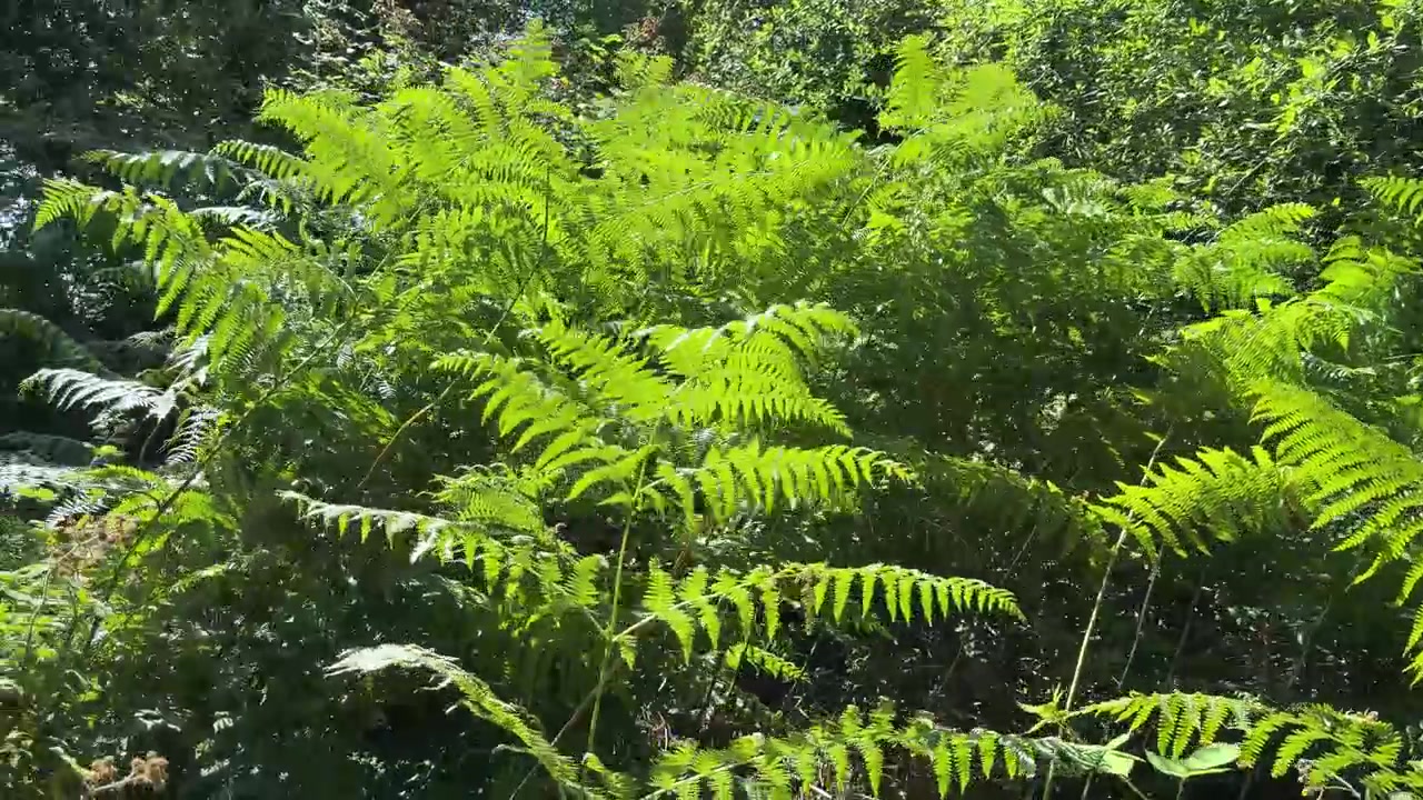Panning shot of lush green bracken and ferns in a sunlit forest in Fareham, England