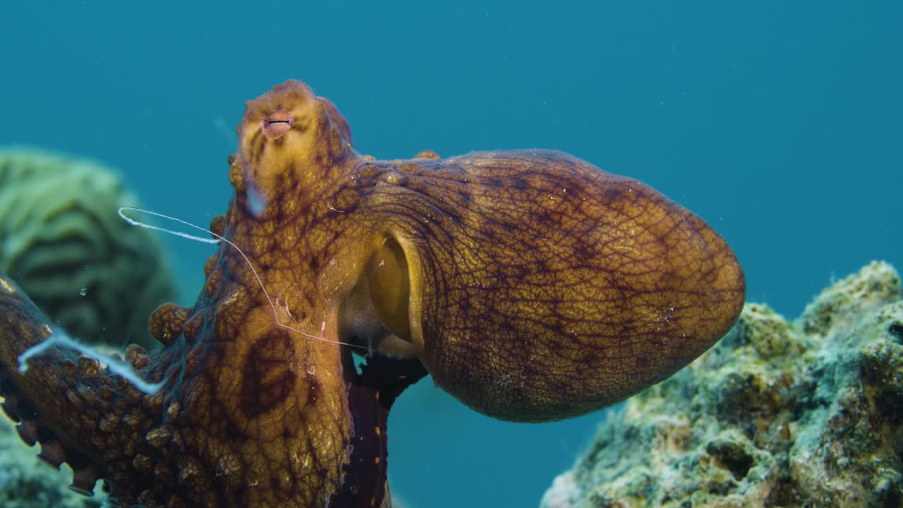 Rare footage of octopuses mating in the Red Sea, Eilat! These intelligent cephalopods display fascinating behaviors during reproduction. A unique glimpse into marine life.