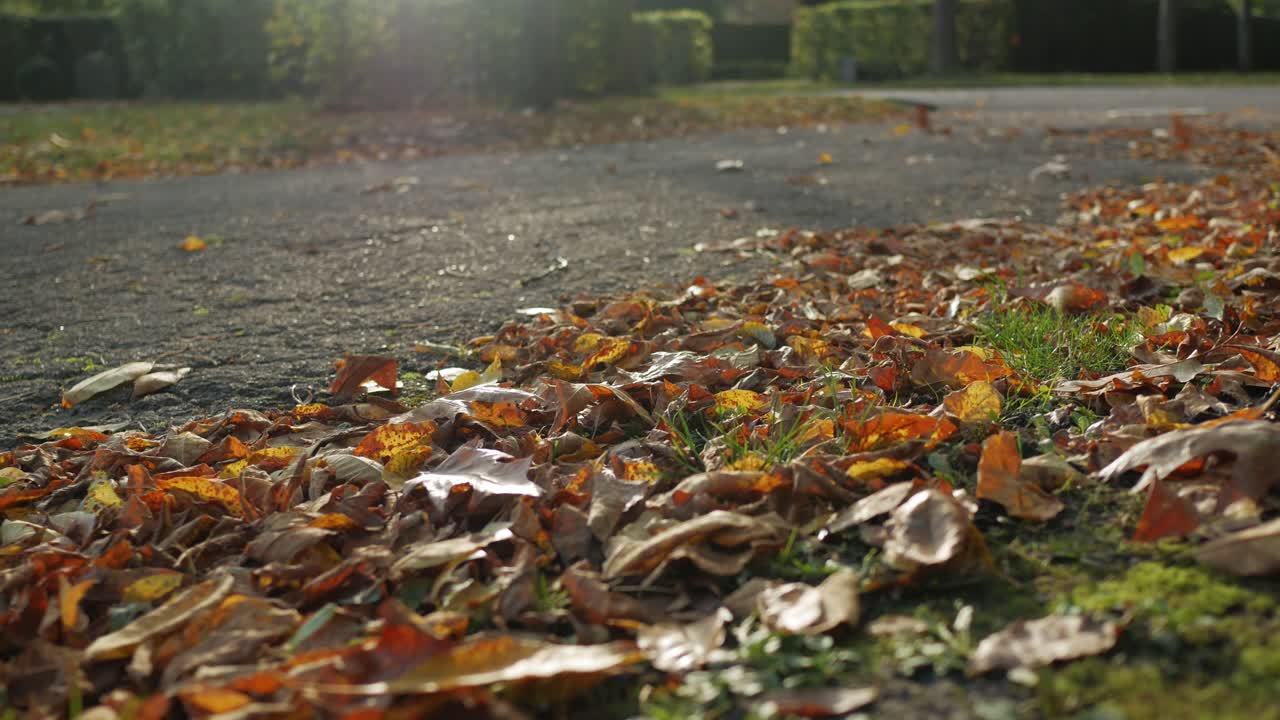Autumn leaves on ground moved by autumn wind on sunny day