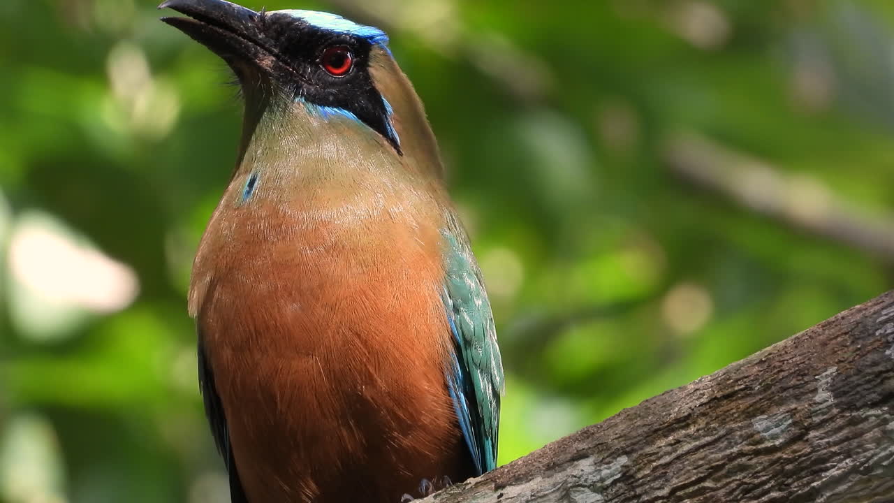 Primissimo piano su un uccello colorato posato su un ramo d'albero che poi vola via.