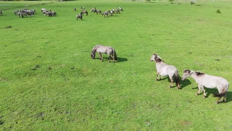 Wildpferde-Und-Auroxen-Kühe-Laufen-Auf-Dem-Feld-Des-Pape-Nationalparks,-Lettland