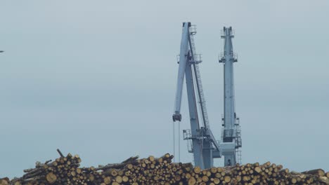 grúas portuarias distantes en un día nublado, puerto de liepaja, pilas de madera cortada en primer plano, plano medio