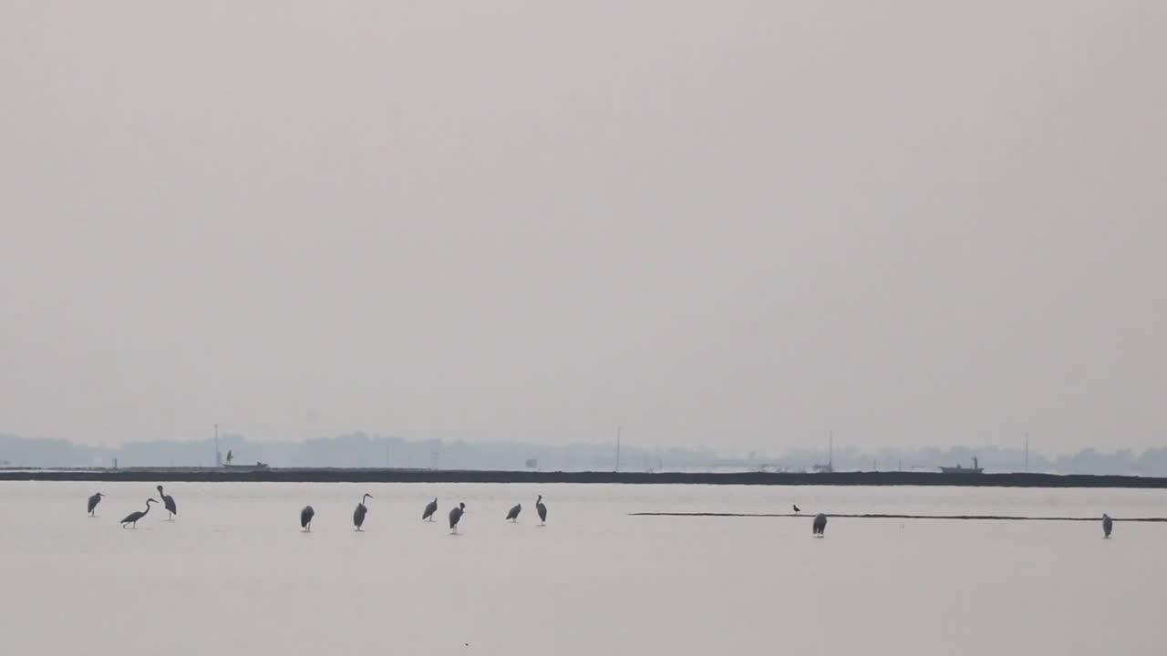 아름다운 해안선에서 낮을 보내는 아름다운 새들