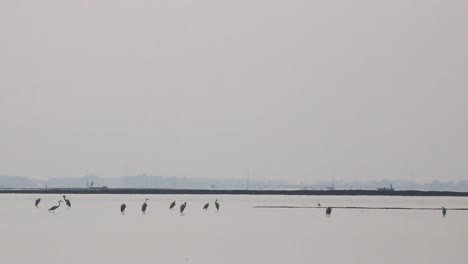 beautiful birds spending daytime on beautiful coastline