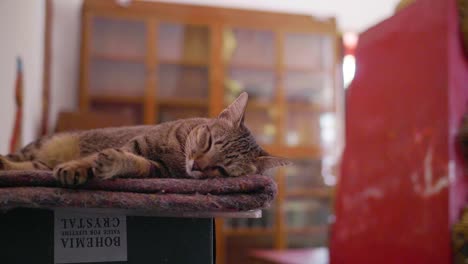gato durmiendo en órbita