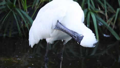 royal spoonbill preening feathers near water