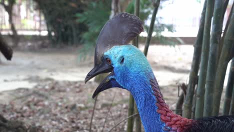 Flugunfähiger-Südlicher-Kasuar,-Casuarius-Casuarius-Mit-Hornartigem-Casque,-Der-Sich-In-Seiner-Umgebung-Umsieht,-Tierwelt,-Nahaufnahme,-Handbewegungsaufnahme