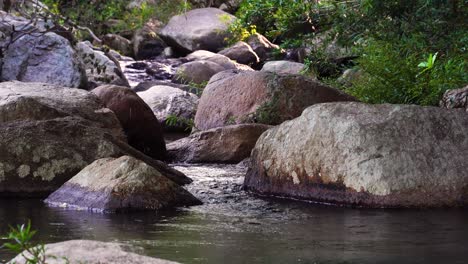 Große-Felsbrocken-Und-Felsen-Aus-Wildem-Bachbett,-Ruhige-Bergbachlandschaft