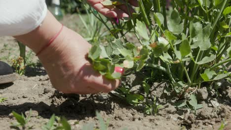 Woman-Moving-Her-Hand-On-The-Dry-Soil-With-Plants---Close-Up