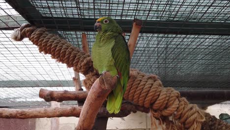 Loro-Amazónico-Coronado-Amarillo-Descansando-En-La-Jaula