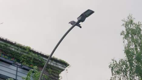 pigeon perched calmly on the edge of a modern street lamp against overcast sky with greenery and ivy-covered building nearby