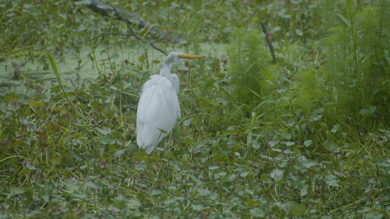 Egret in a Wetland