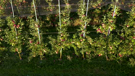 apple plantation, orchard with anti hail net for protection, pan shot from side, read apples on tree in sunrise, fruit production, plant protection business