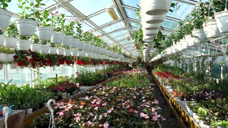 Flores-Y-Plantas-En-Una-Gran-Tienda-De-Jardinería-4k