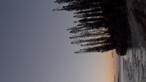 columnar pine trees on kuto bay beach, isle of pines