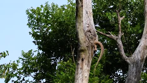 The-Clouded-Monitor-Lizard-is-found-in-Thailand-and-other-countries-in-Asia