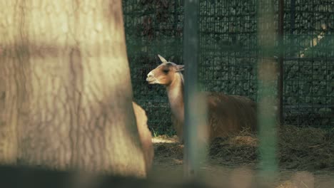 guanaco-resting-on-hay-in-an-enclosure,-partially-obscured-by-tree-trunks-and-fencing