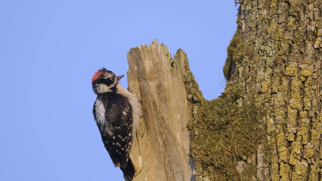 Pileated Woodpecker bird looking around pecking wood bark tall tree blue sky summer day close up shot slow motion