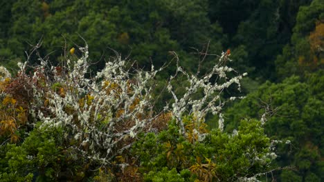 Vögel-Sitzen-In-Einer-Baumkrone,-Umgeben-Von-Wald-Und-Grünem-Laub