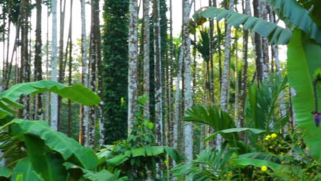 banana trees grown beside areca nut trees on a plantation in india