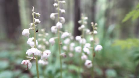 white flowers in a forest